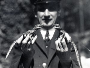 赤ちゃんワニ、1919 作： Frederick William Bond